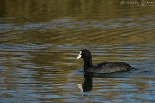 Foce fiume Irminio